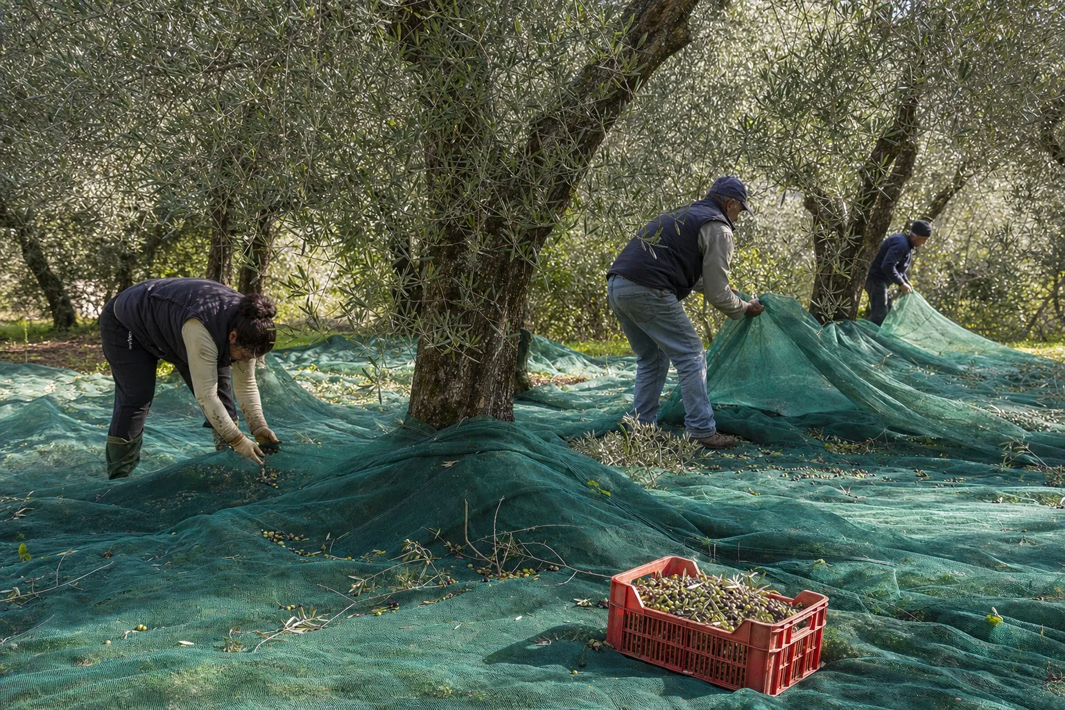 Raccolta stagionale delle olive con reti sotto gli alberi